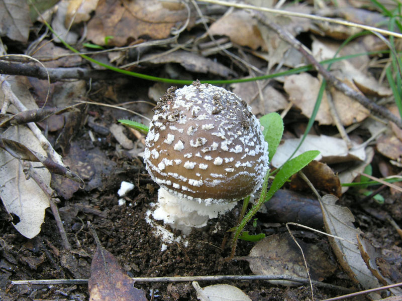 Amanita pantherina